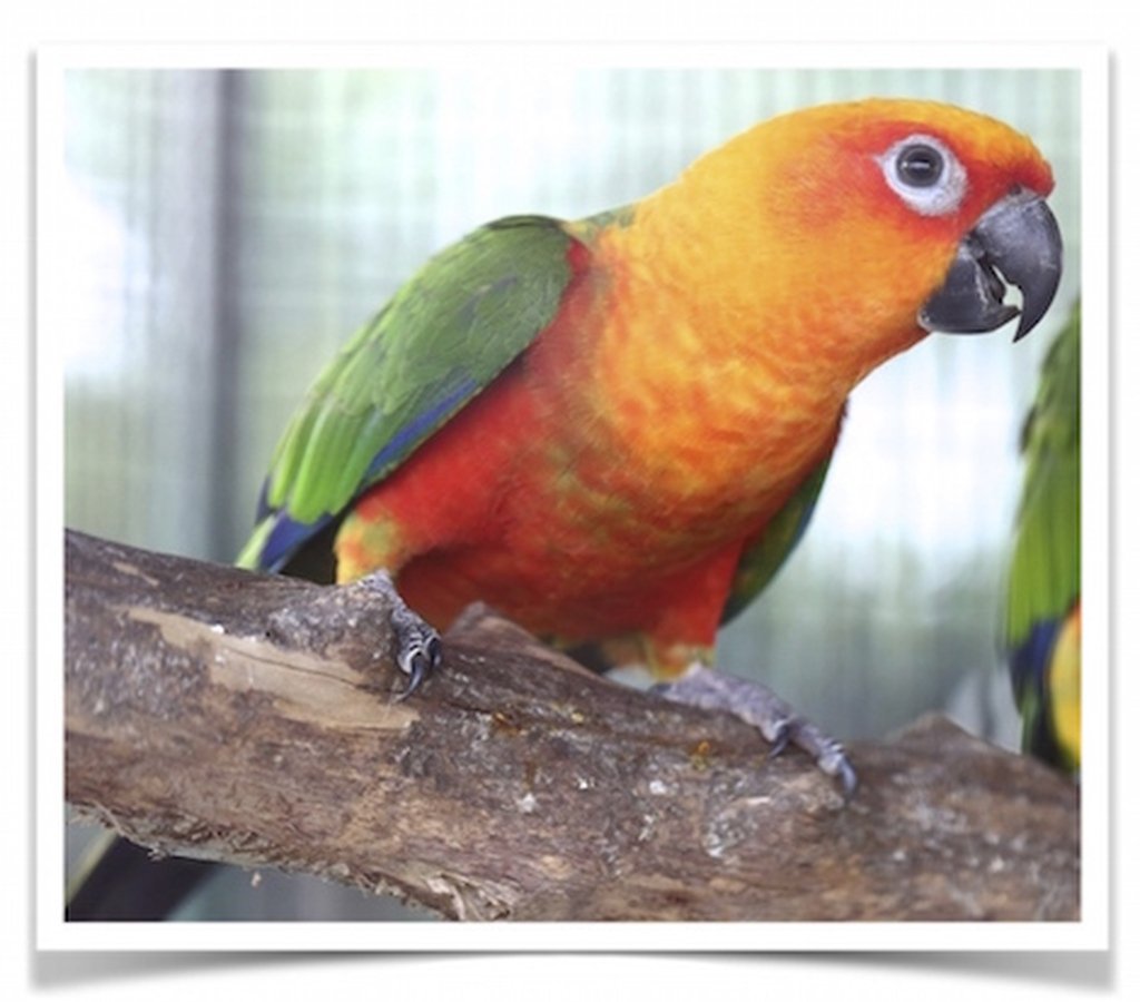 Buy Conure – Jenday (Jandaya Parakeet) Online - Image 2