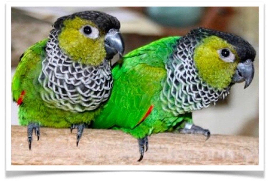 Buy Black-capped Conure – Black-capped parakeet – Rock conure Online - Image 3