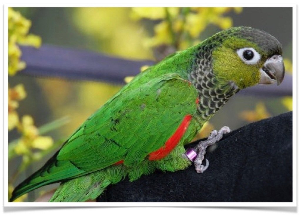 Buy Black-capped Conure – Black-capped parakeet – Rock conure Online