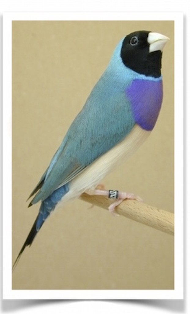 Buy Lady Gouldian Finch – Blue-back Online - Image 2