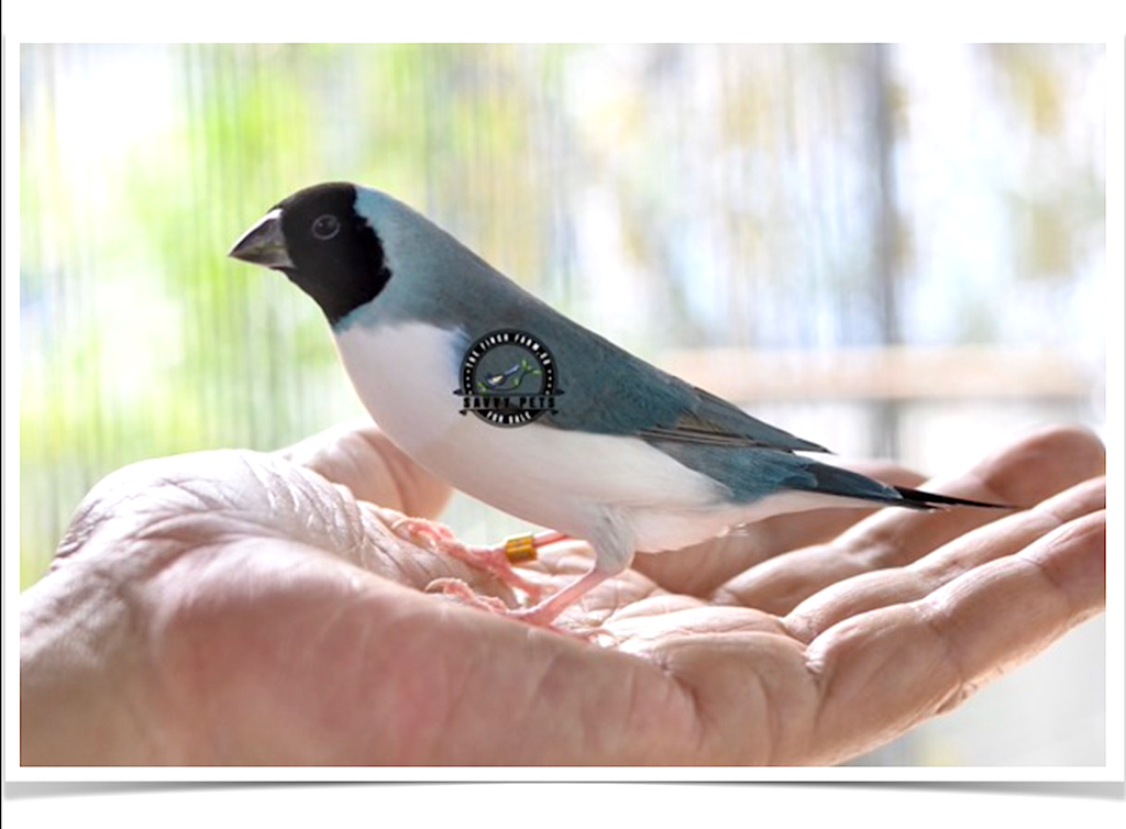 Buy Lady Gouldian Finch – Blue-back Online