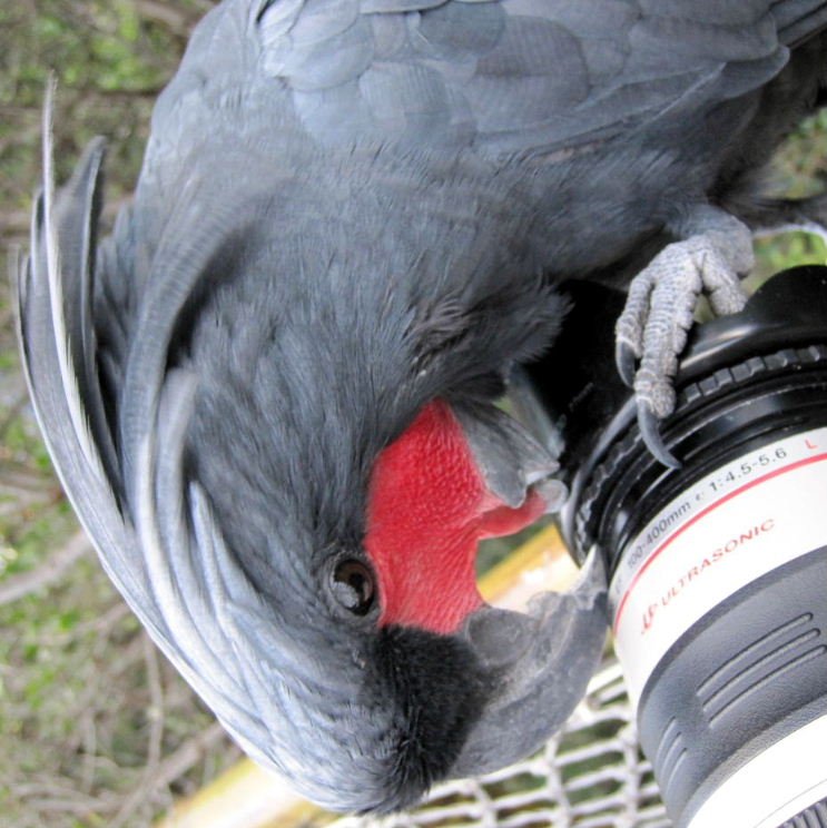 BUY BLACK PALM COCKATOO FOR SALE - Image 3