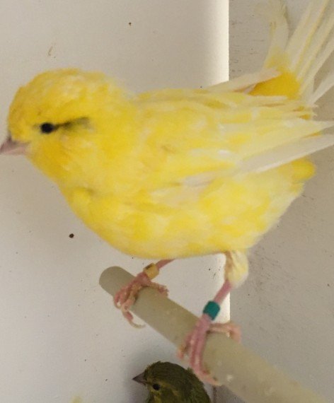 BUY FIFE CANARIES FOR SALE - Image 3