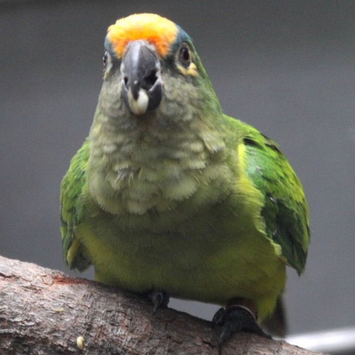 BUY PEACH FACED CONURE - Image 3