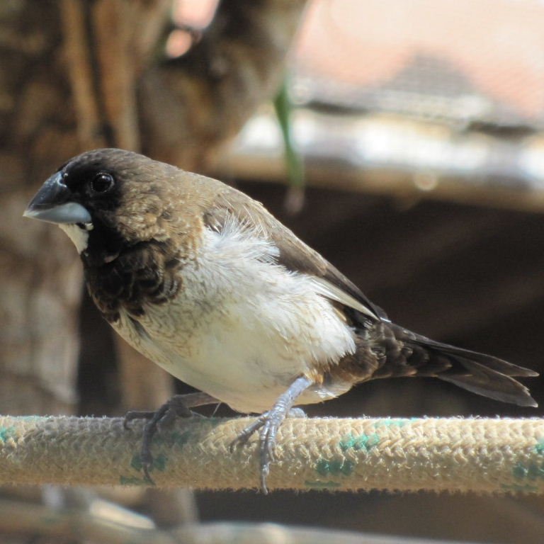 BUY SOCIETY FINCH FOR SALE - Image 3