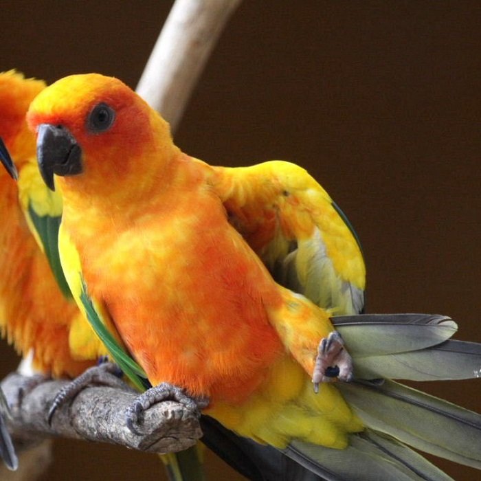 BUY SUN CONURE FOR SALE - Image 3