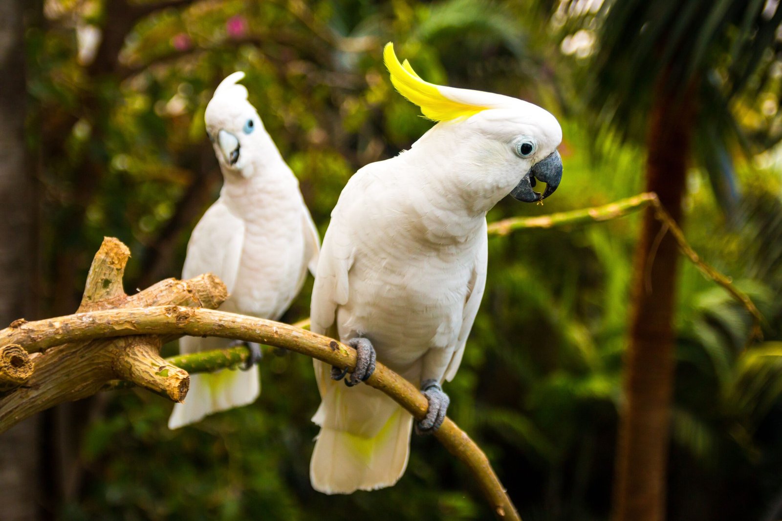 exotic birds for sale, buy birds online, birds for sale, parrots for sale, pet birds for sale, buy parrots online, buy exotic birds, purchase exotic birds, order exotic birds online, buy pet birds, buy companion birds, buy talking parrots, birds for sale USA, exotic birds for sale USA, buy birds USA, buy parrots USA, pet birds for sale USA, baby birds for sale, baby parrots for sale, hand raised birds for sale, hand fed parrots for sale,