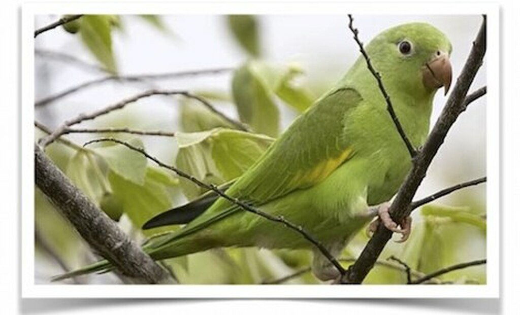 Buy Canary-Winged Parakeets Online