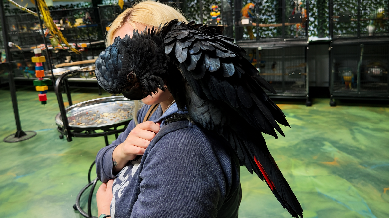 Amazon Parrots for sale, Buy Amazon Parrot, Amazon Parrot for sale USA, Buy Amazon Parrot online, Baby Amazon Parrot for sale, Hand raised Amazon Parrot, Hand fed Amazon Parrot, Healthy Amazon Parrots for sale, Amazon Parrot breeder, Amazon breeder USA, Double Yellow Headed Amazon for sale, Blue Fronted Amazon for sale, Yellow Naped Amazon for sale, Orange Winged Amazon for sale, Yellow Crowned Amazon for sale, Mealy Amazon for sale, Red Lored Amazon for sale, DNA tested Amazon Parrot, Vet checked Amazon Parrot, Amazon Parrot with health certificate, Exotic parrots for sale, Talking parrots for sale, Buy parrots online USA, Companion parrots for sale, Order Amazon Parrot online