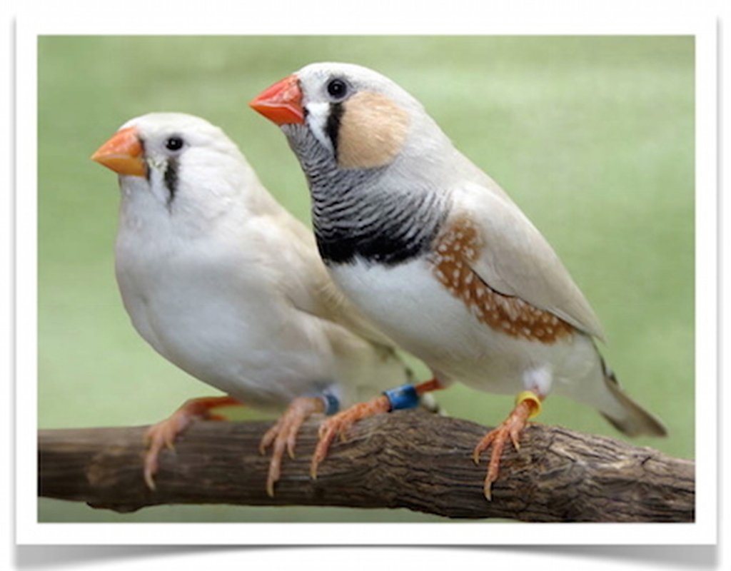 Buy Zebra Finch – Chestnut Flanked White Online