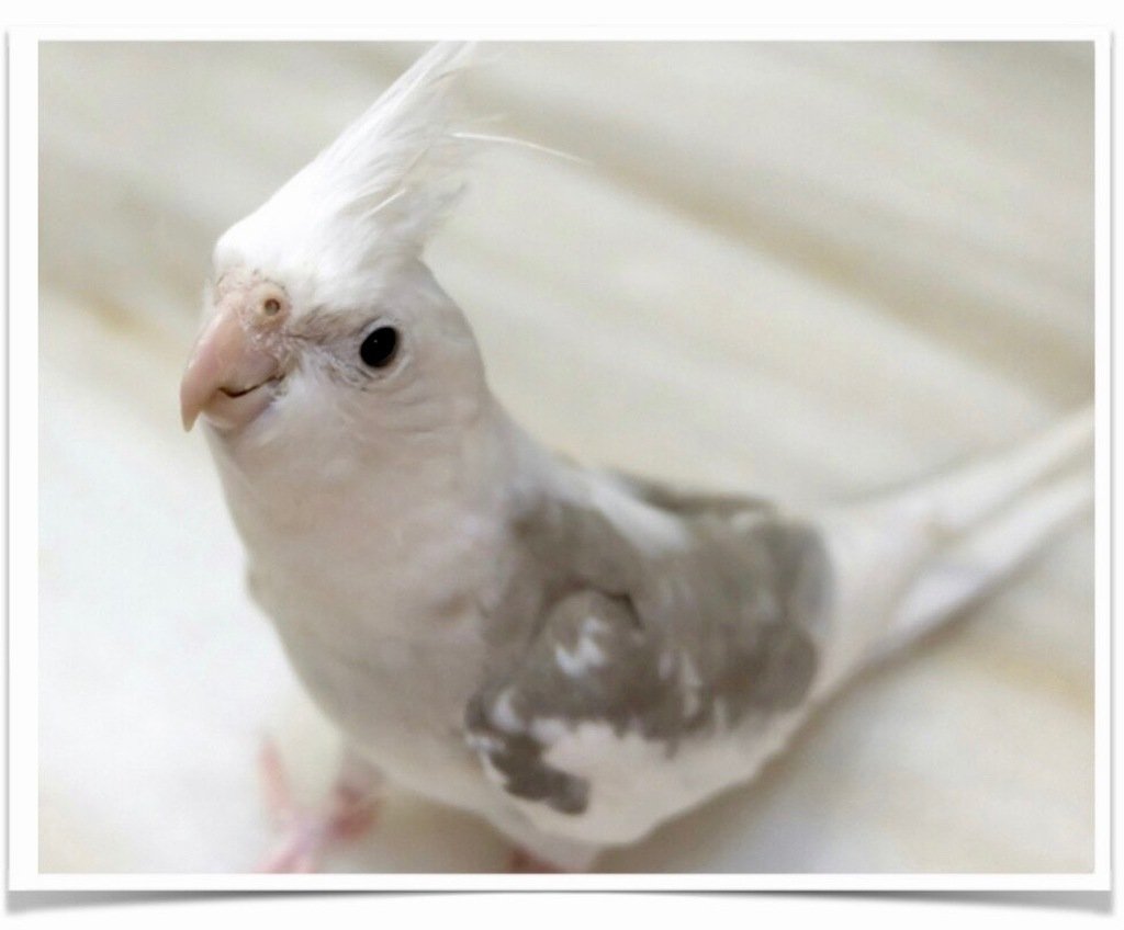 Buy Cockatiel – White-faced Pied Online
