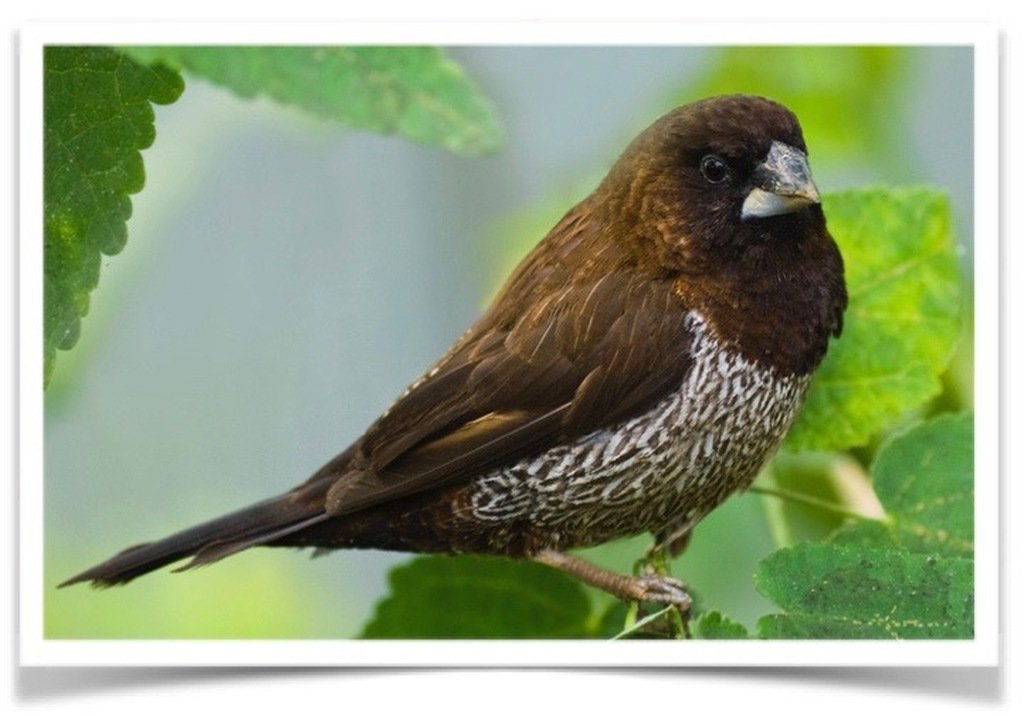 Buy Euro Society Finch – Dark Online