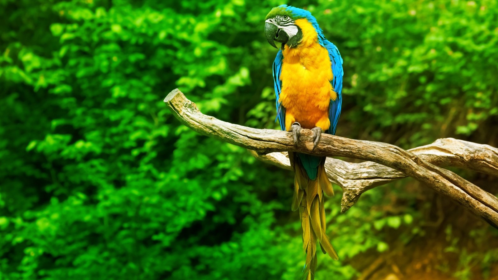 buy birds online, birds for sale, parrots for sale, pet birds for sale, buy parrots online, buy exotic birds, purchase exotic birds, order exotic birds online, buy pet birds, buy companion birds, buy talking parrots, birds for sale USA, exotic birds for sale USA, buy birds USA, buy parrots USA, pet birds for sale USA, baby birds for sale, baby parrots for sale, hand raised birds for sale, hand fed parrots for sale, hand tamed birds for sale,