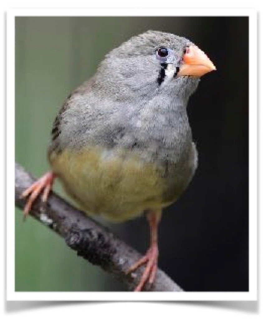Buy English Zebra Finch – Normal Online - Image 2