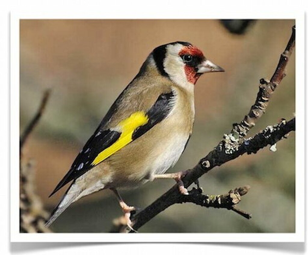 Buy Euro Goldfinch – Parva Online