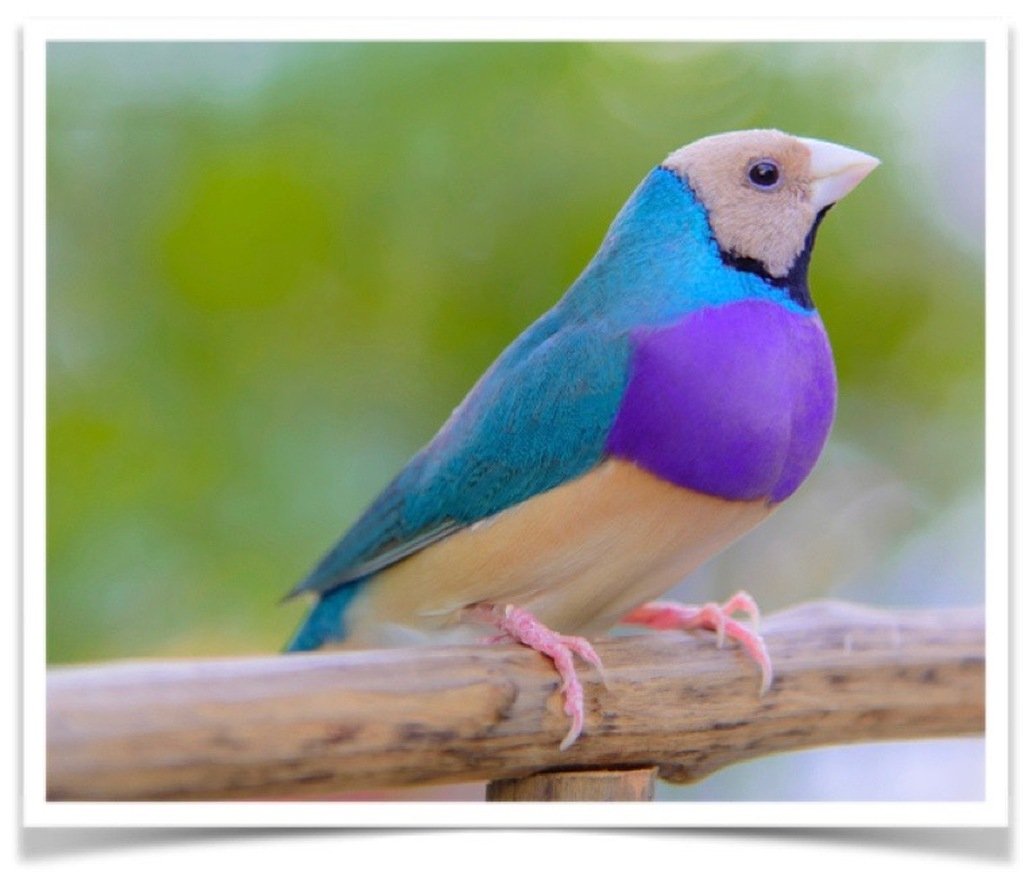 Buy Lady Gouldian Finch – Blue-back Online - Image 4
