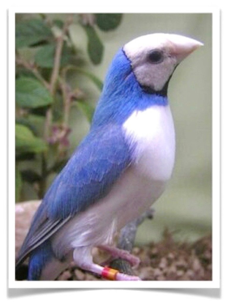 Buy Lady Gouldian Finch – Blue-back Online - Image 5