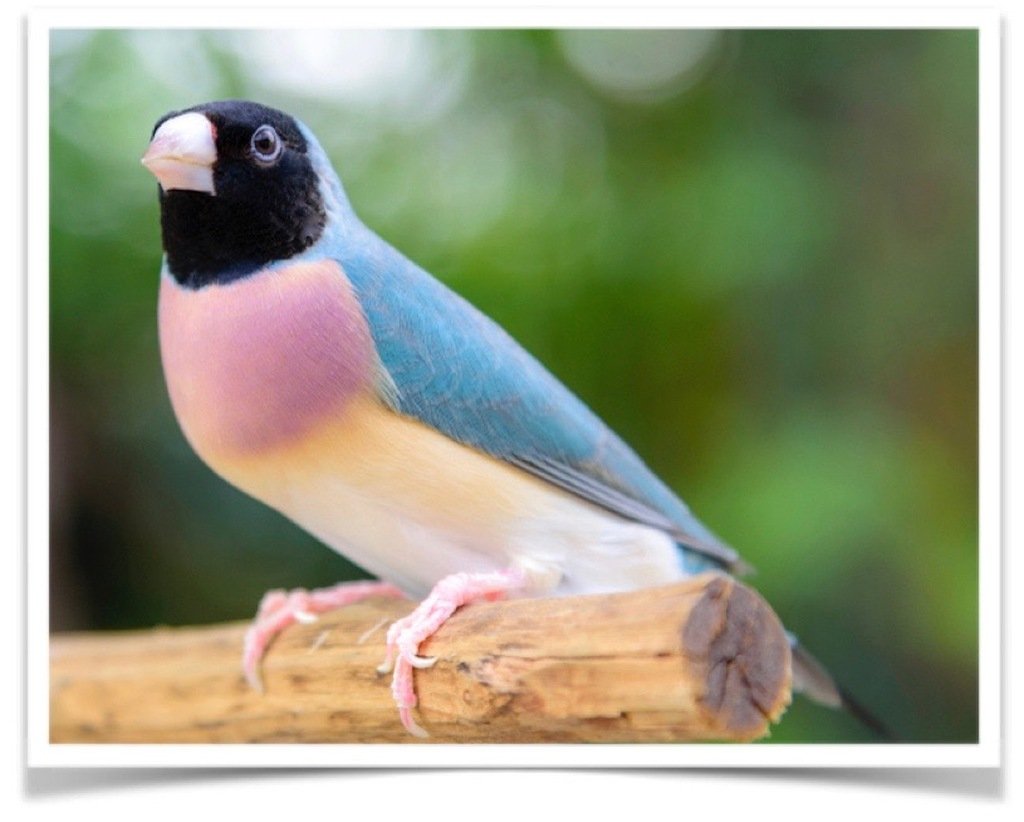 Buy Lady Gouldian Finch – Blue-back Online - Image 3
