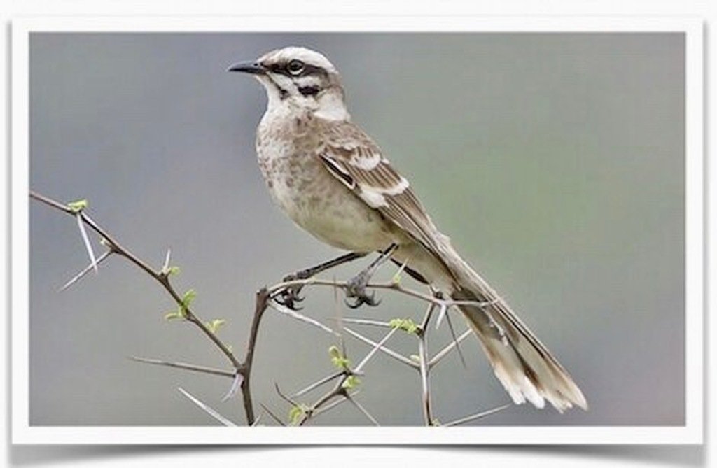 Buy Long-Tailed Mockingbird Online