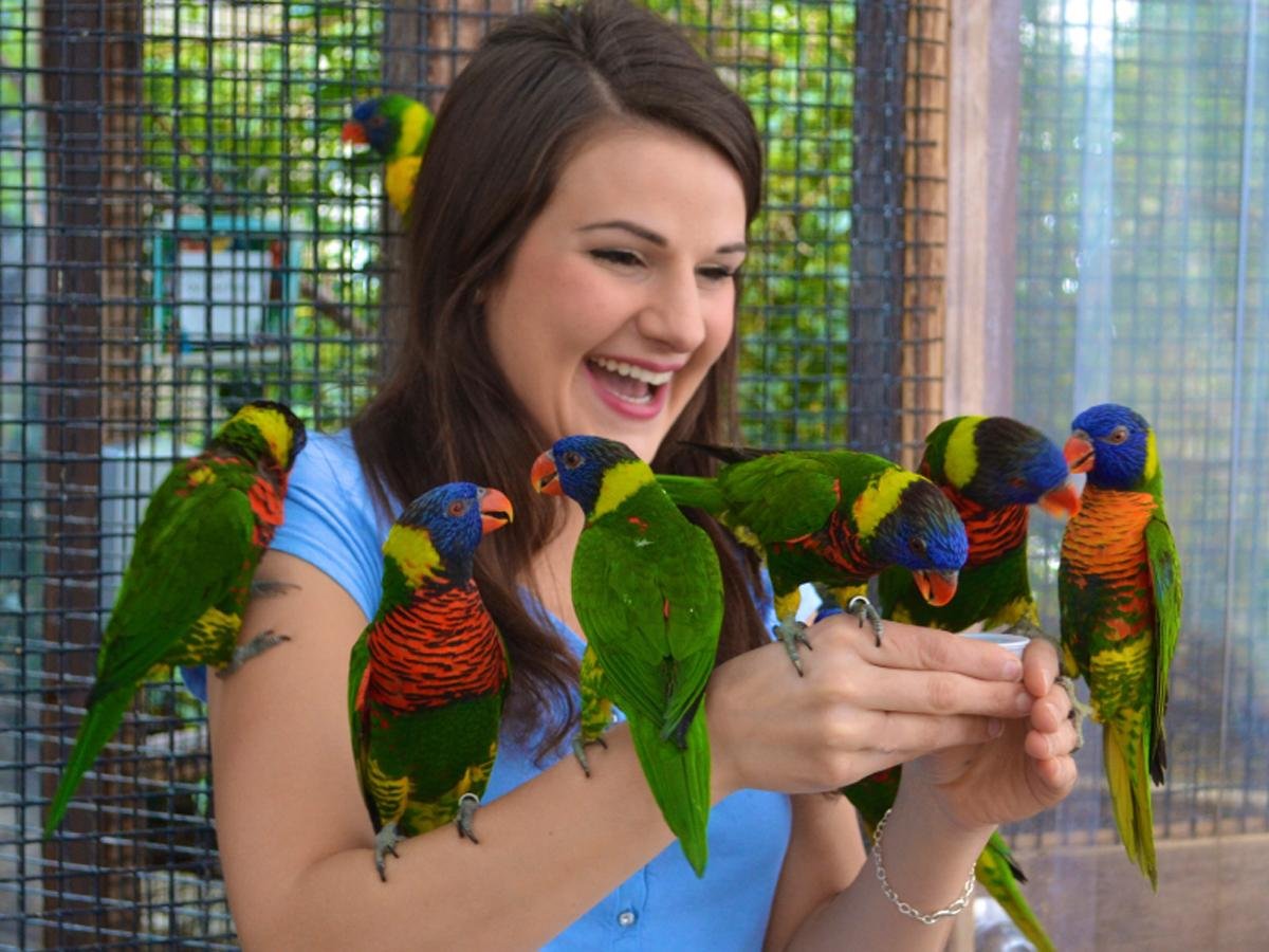 buy birds online, birds for sale, parrots for sale, pet birds for sale, buy parrots online, buy exotic birds, purchase exotic birds, order exotic birds online, buy pet birds, buy companion birds, buy talking parrots, birds for sale USA, exotic birds for sale USA, buy birds USA, buy parrots USA, pet birds for sale USA, baby birds for sale, baby parrots for sale, hand raised birds for sale, hand fed parrots for sale, hand tamed birds for sale, healthy birds for sale, healthy parrots for sale,