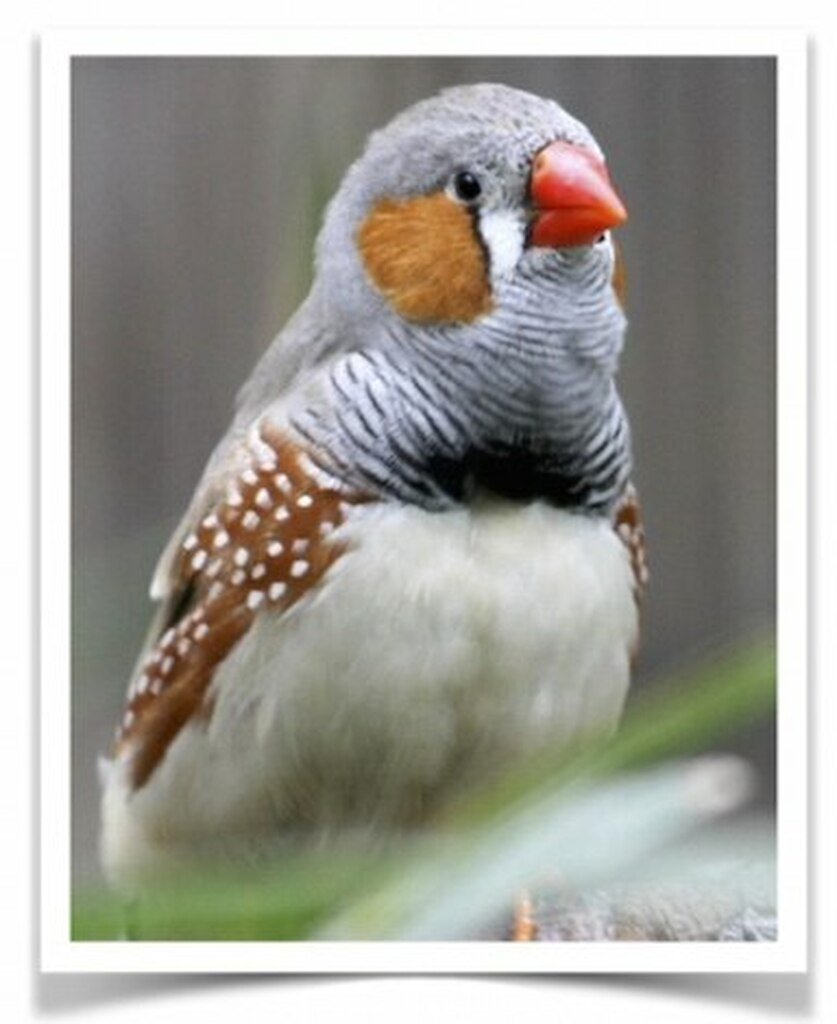 Buy English Zebra Finch – Normal Online