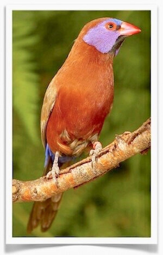 Buy Violet Eared Waxbill Finch – Pairs Online