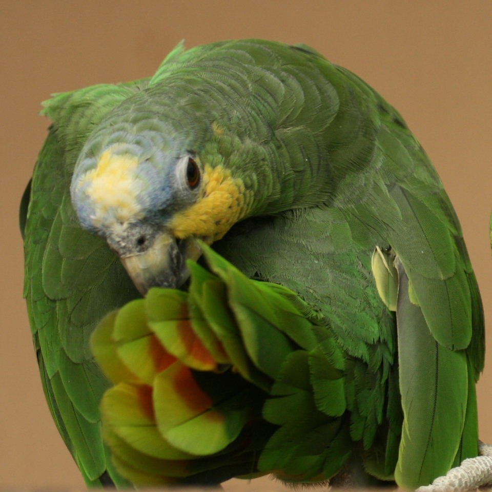 ORANGE WINGED AMAZON FOR SALE - Image 3