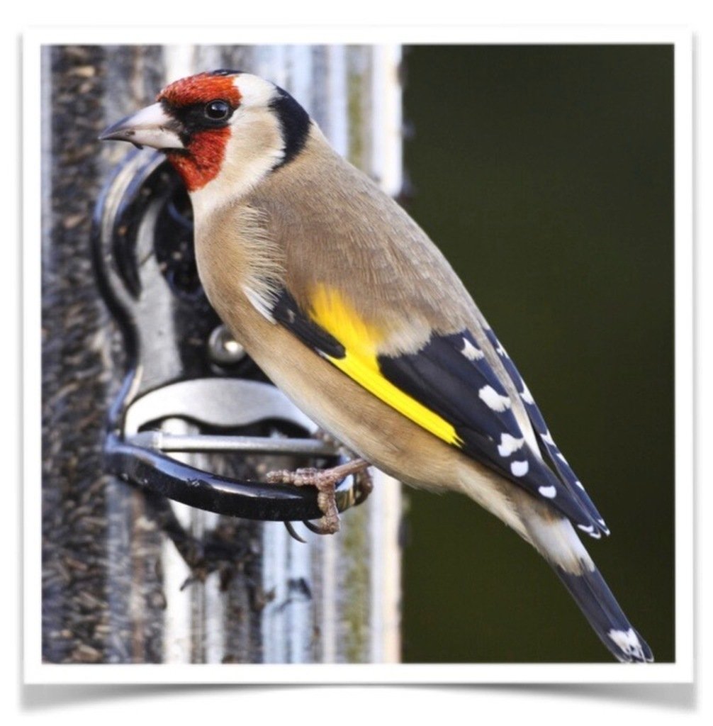 Buy Euro Goldfinch – Parva Online - Image 2