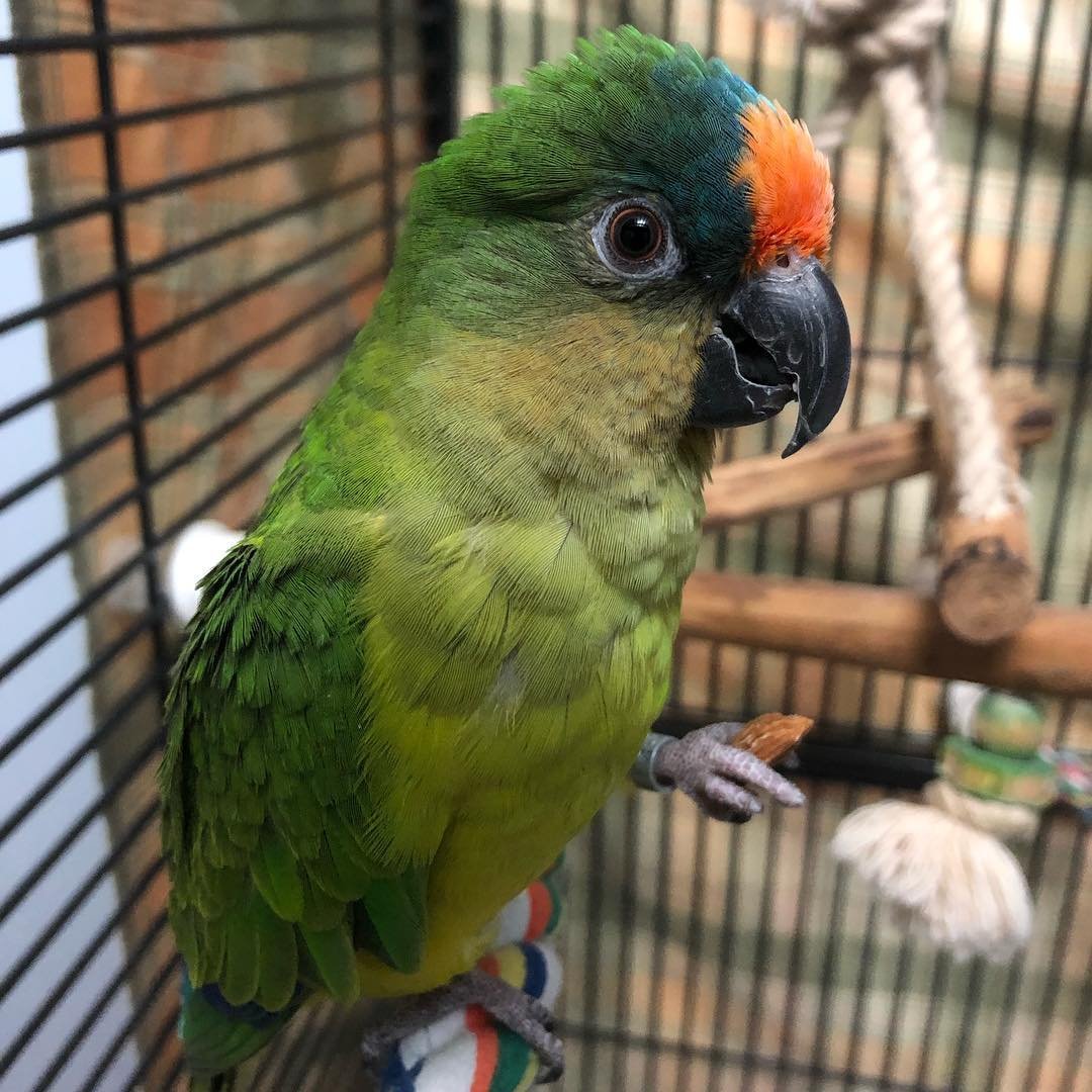 osmaer’s Eclectus