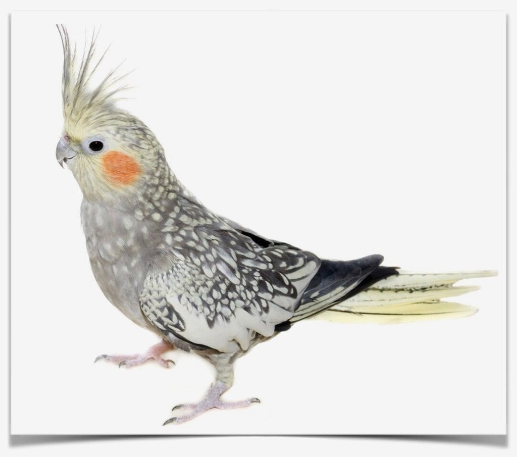 Buy Cockatiel – Pearl Online