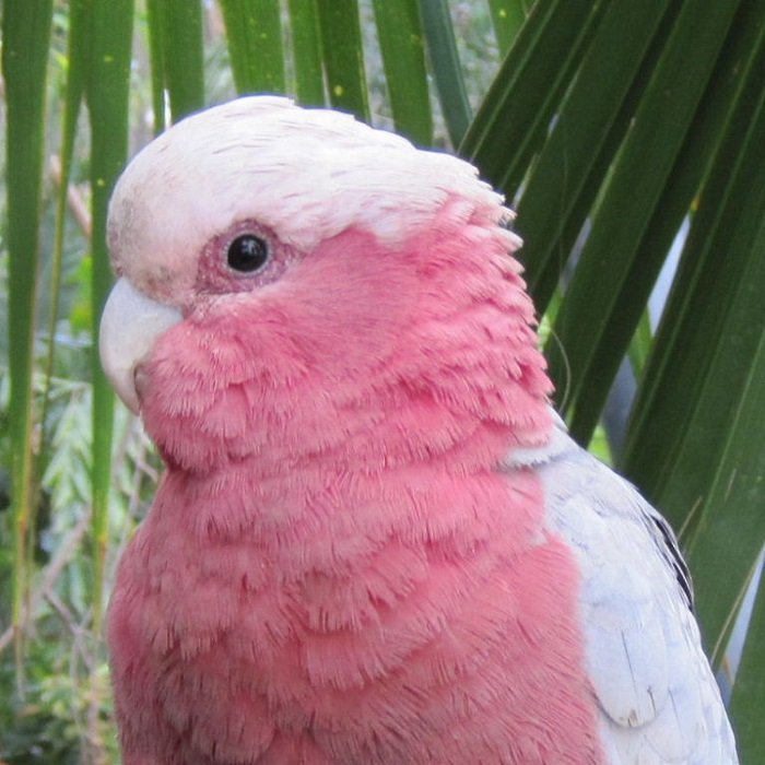 ROSE BREASTED COCKATOO FOR SALE - Image 3