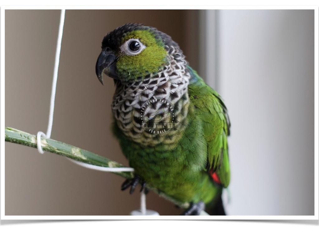 Buy Black-capped Conure – Black-capped parakeet – Rock conure Online - Image 2
