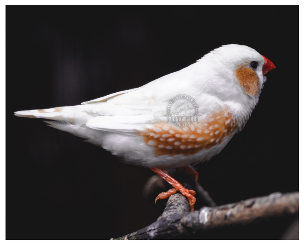 Buy Zebra Finch – Chestnut Flanked White Online - Image 2