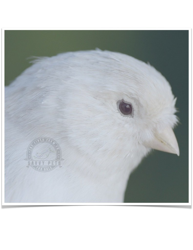 Buy White Canary Online - Image 3