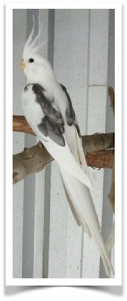 Buy Cockatiel – White-faced Pied Online - Image 3