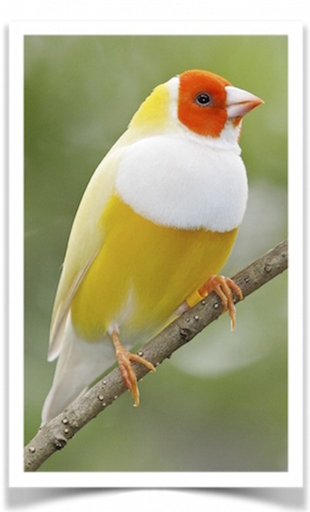 Buy Lady Gouldian Finch – Yellow-back (BLACK HEAD MALE ONLY) Online