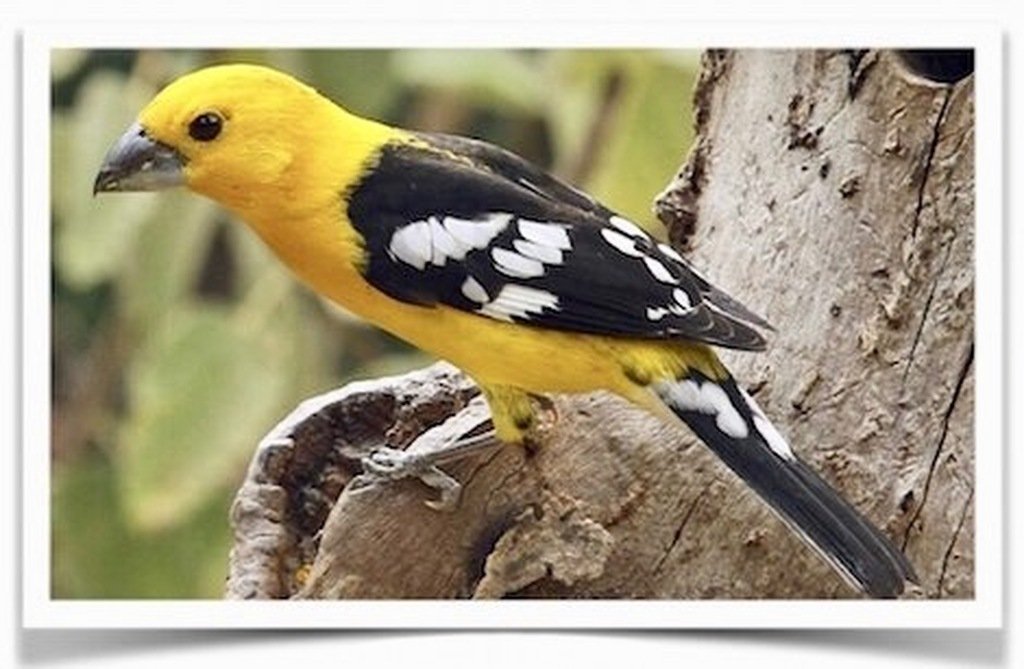 Buy Golden Bellied Grosbeaks Online