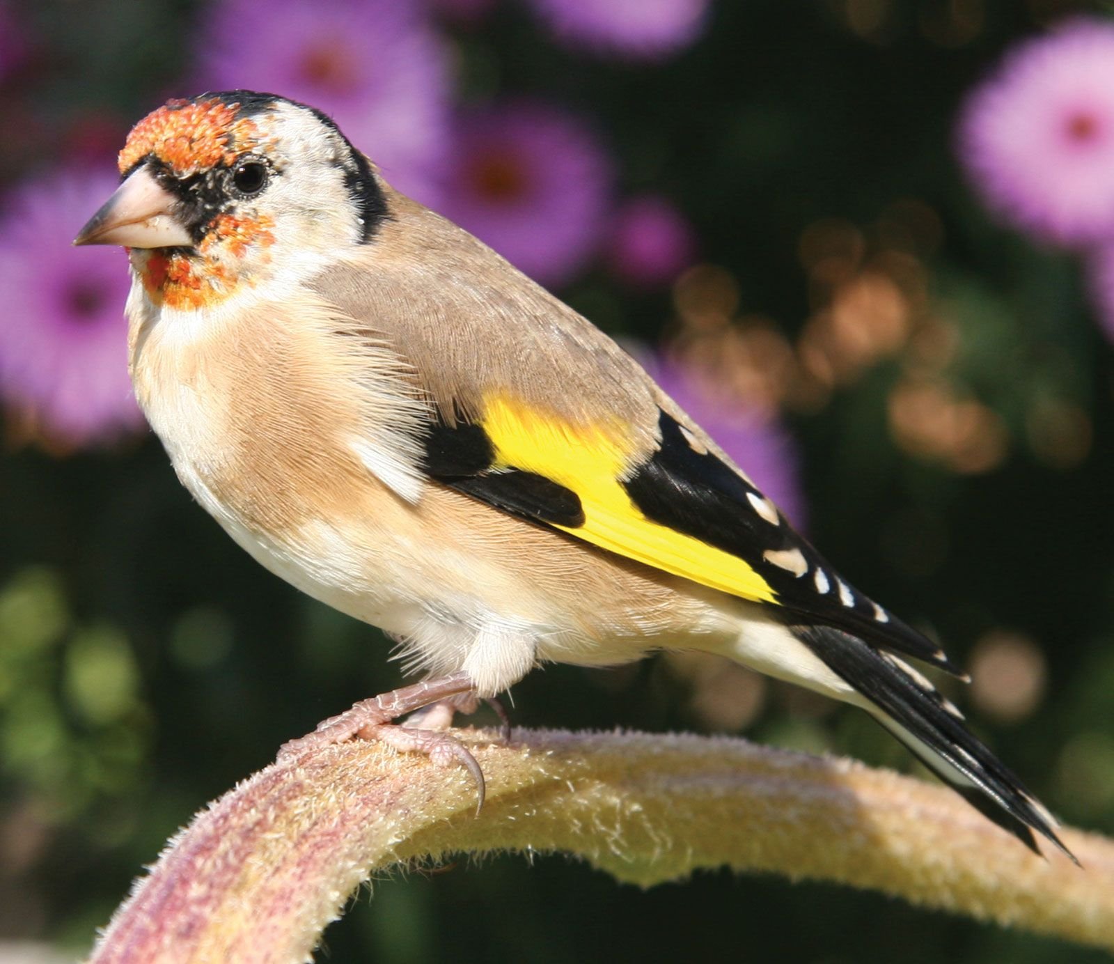 Finches for sale, Buy Finches online, Pet Finches for sale, Healthy Finches for sale, Zebra Finches for sale, Gouldian Finches for sale, Society Finches for sale