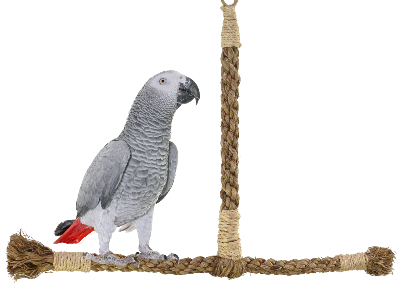 Sisal Swing MD